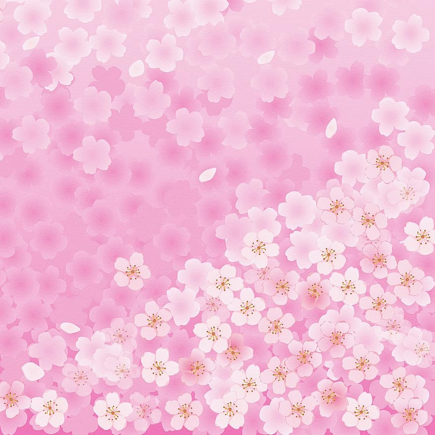 Sakura Florals, árvore, ramo, Primavera, Rosa, natureza, cereja, floral, flor, temporada, japonês
