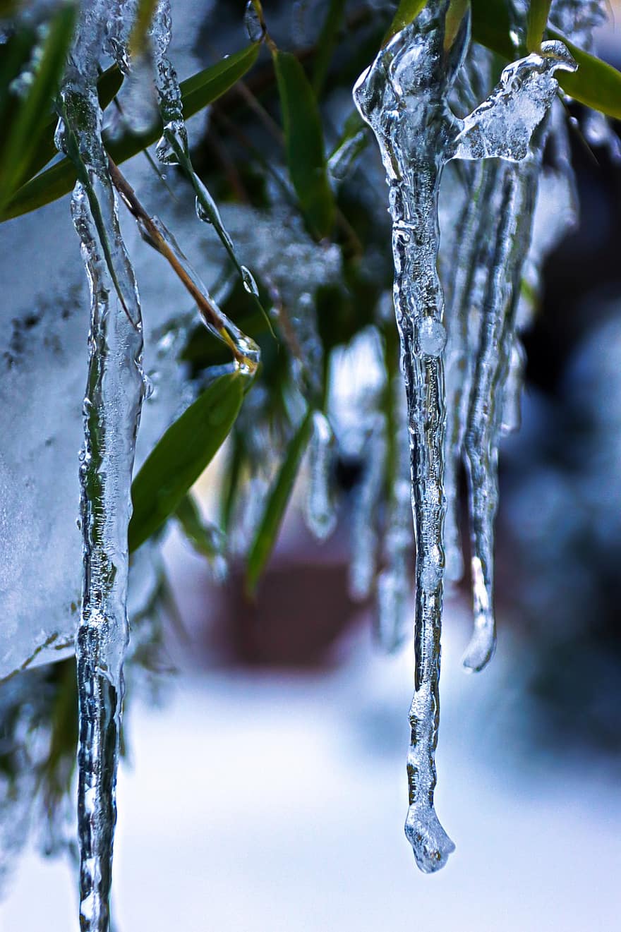 jégcsap, téli, növény, jég, hideg, fagy, fagyott, télies, téli idő, természet