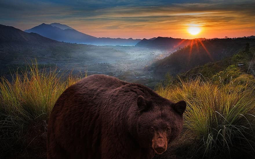 мечка, планини, залез, животно, дивата природа, природа, здрач, слънце, слънчева светлина