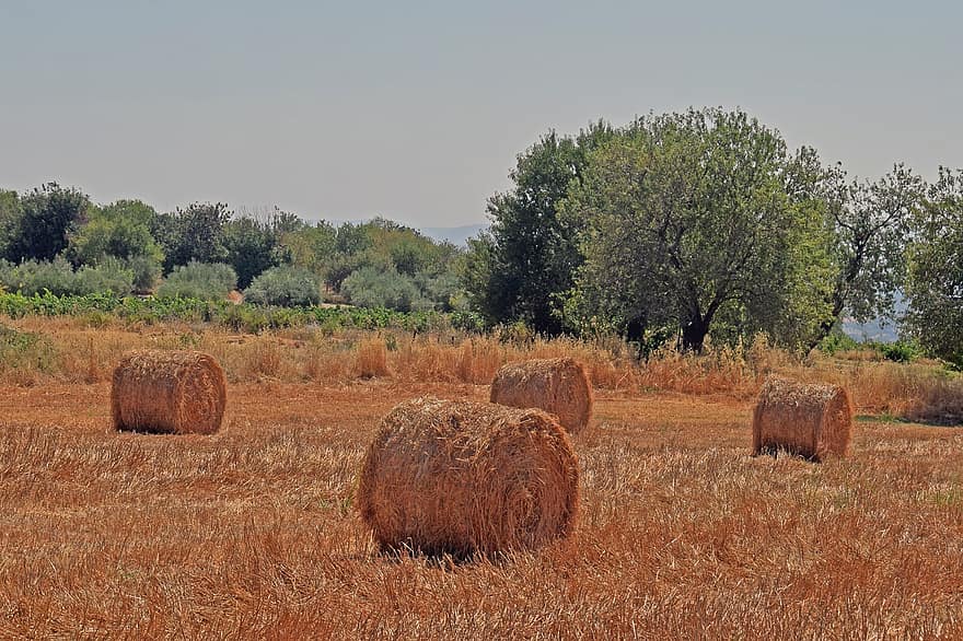 lúa mạch, cánh đồng, Thiên nhiên, phong cảnh, nông thôn