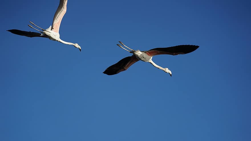Bird, Migration