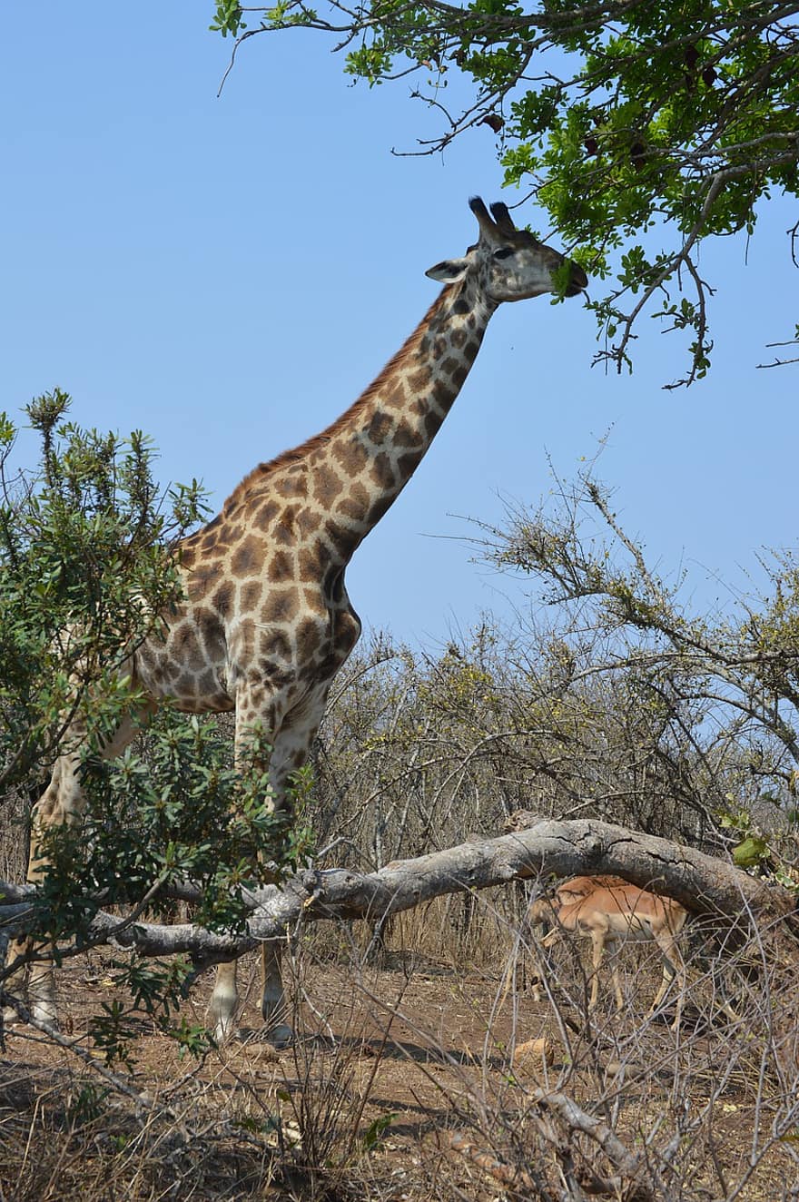 girafa, animal, naturalesa, vida salvatge, mamífer, safari, de coll llarg, de cames llargues, Àfrica, animals a la natura, animals de safari