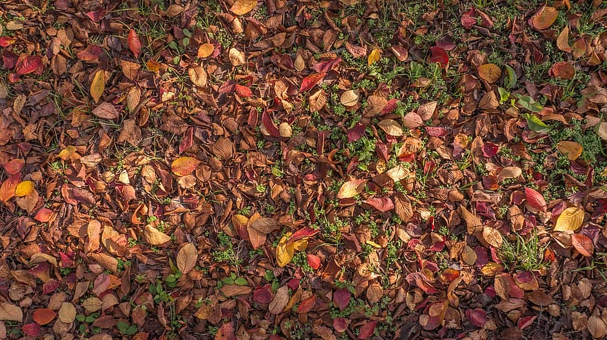秋、葉、紅葉、秋の季節、落葉、きらきら、黄、シーズン、マルチカラー、森林、閉じる