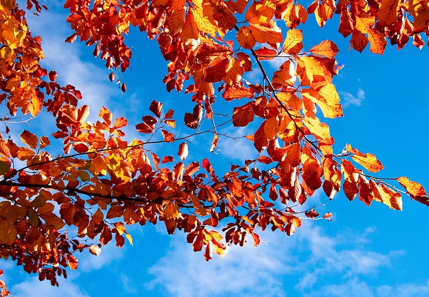 bladeren, natuur, herfst, hemel, vallen, seizoen, blad, geel, boom, levendige kleuren, multi gekleurd