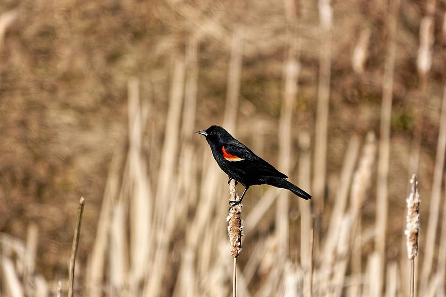 鳥、草、とまる、赤い翼クロウタドリ、動物、鳴き鳥、野生動物、羽毛、くちばし、湿地、自然