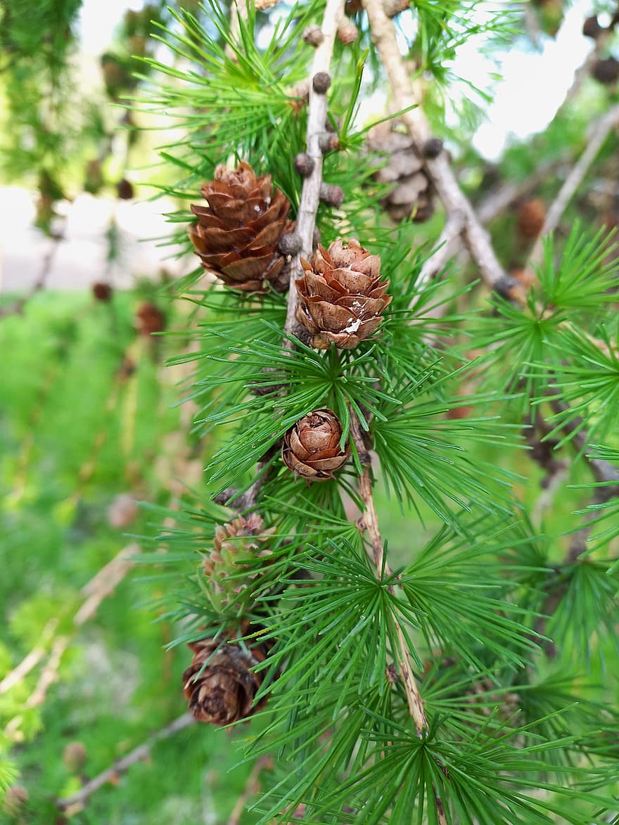 Larch, Trees, Conifer, Spring, Nature, coniferous tree, close-up, tree, plant, pine tree, forest