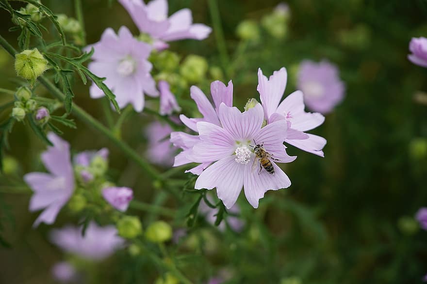 Mallow, Malva, Flower, Nature, Pink, Violet, Botany, Malvaceae, Meadow, Bee, Wildflowers