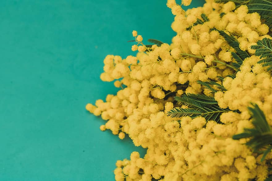 Mimosa, Flowers, Background, Golden Flowers, Yellow Flowers, Bouquet, Leaves, Plant, Bloom, Blossom