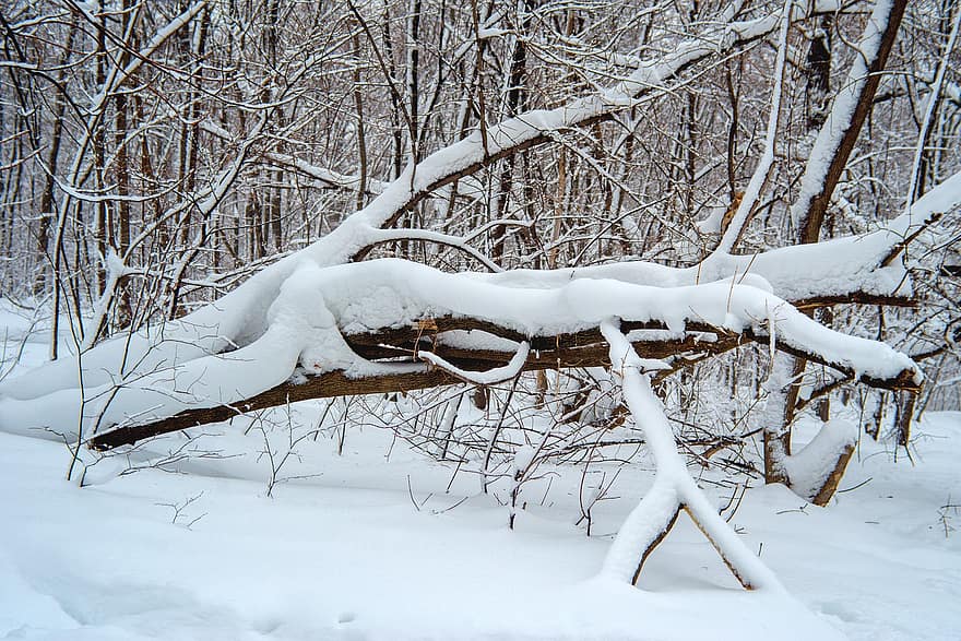 hivern, neu, bosc, arbres, gelades, naturalesa, paisatge, boscos, arbre, branca, temporada