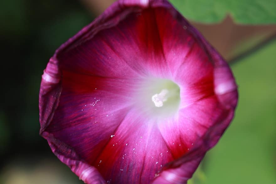 petunia, flor, flor Purpura, pétalos, pétalos morados, floración, flora, planta, macro, naturaleza
