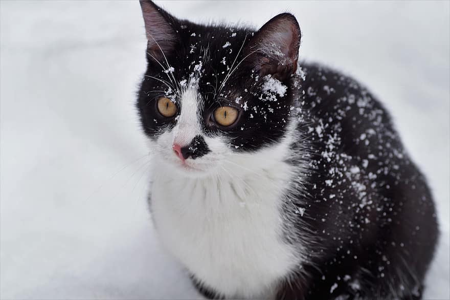 кошка, котенок, снег, домашнее животное, молодой кот, животное, Домашняя кошка, кошачий, млекопитающее, мех, милый