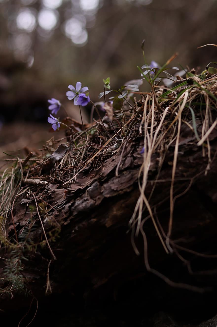 Violet, Flowers, Nature, Plants, Bloom, Spring, Flora, Blossom, Meadow, Tree Root, plant