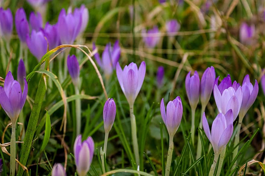 Crocus, Purple Crocus, Purple Flowers, Flowers, Spring, Nature, Flora, Macro