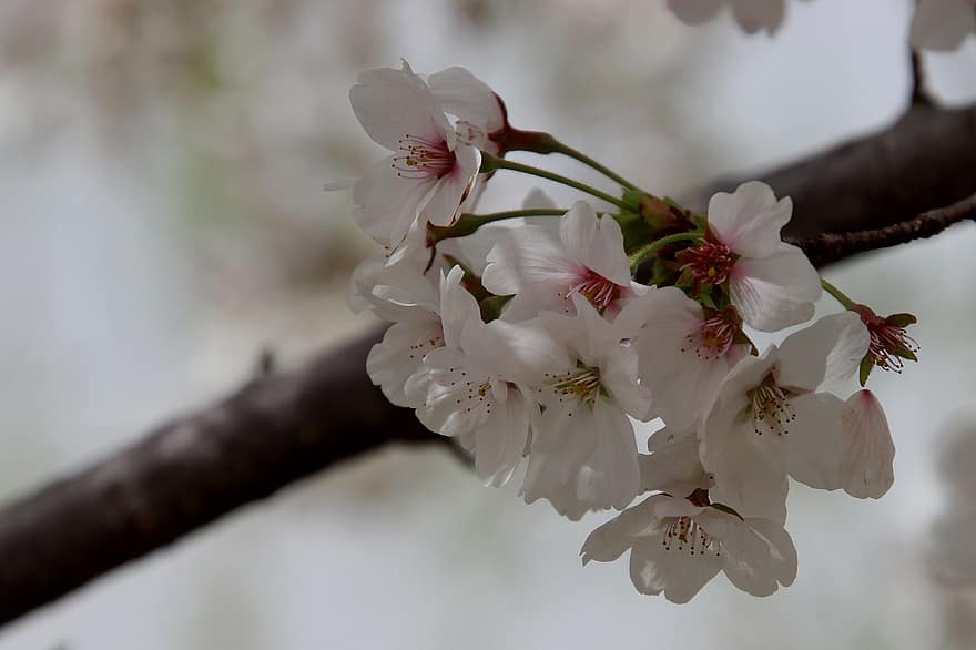 bloemen, kersenbloesems, bloemblaadjes, tak, bloeiende, bloeiend, sakura, flora, Sakura boom, de lente, lente seizoen
