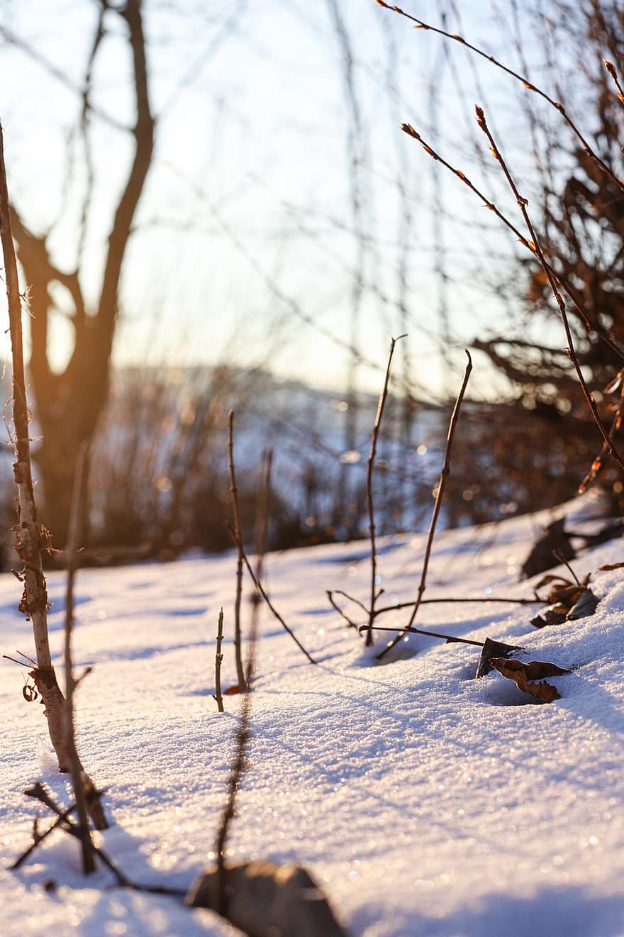 Ground, Winter, Snow, Sunset, Landscape, tree, season, forest, branch, frost, sunlight