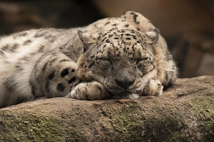 Schneeleopard, Leopard, schlafend, Schlafen, Katze, katzenartig, wilde Katze, Tierwelt, Tier, Wildnis, Säugetier