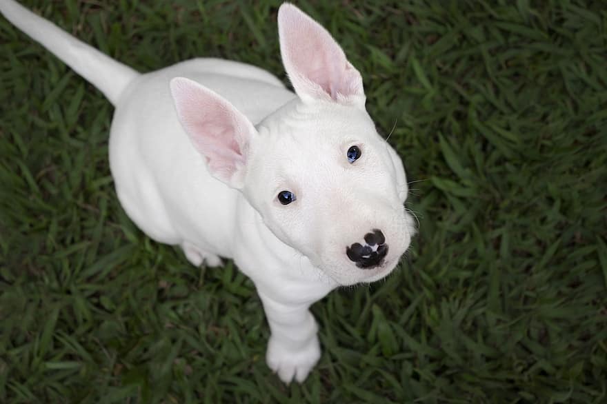 Bull terrier, perrito, hierba, perro, mascota, canino, mascotas, linda, perro de raza pura, animal joven, pequeña