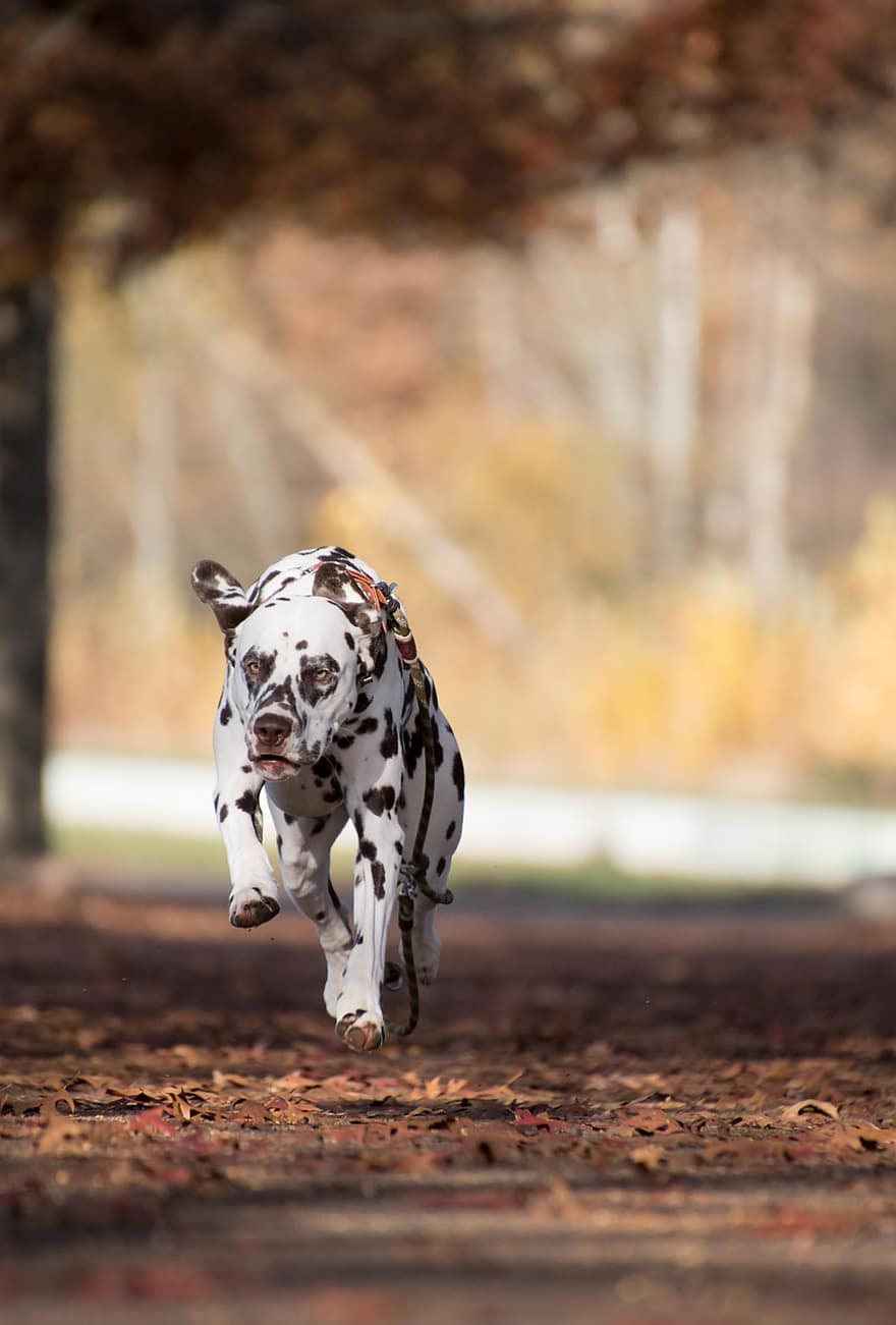 Dalmatian, Dog, Running, Outdoors, Pet, Animal, Domestic Dog, Canine, Mammal