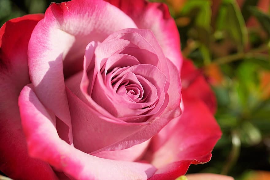 Rosa, flor, rosado, pétalos, Rosa rosada, flor rosa, pétalos de rosa, floración, flora, floricultura, horticultura