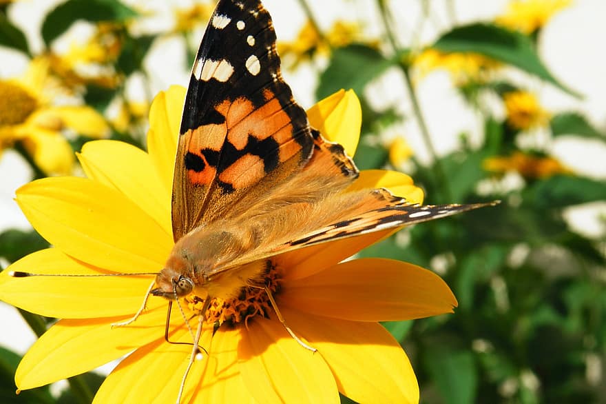 motýl, vanessa cardui, proboscis, hmyz, Příroda, květ