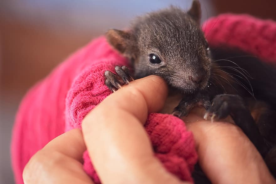 Squirrel, Young Squirrel, Animal, Kit, Kitten, Rodent, Mammal, Wildlife, Rescue, Forest Animal