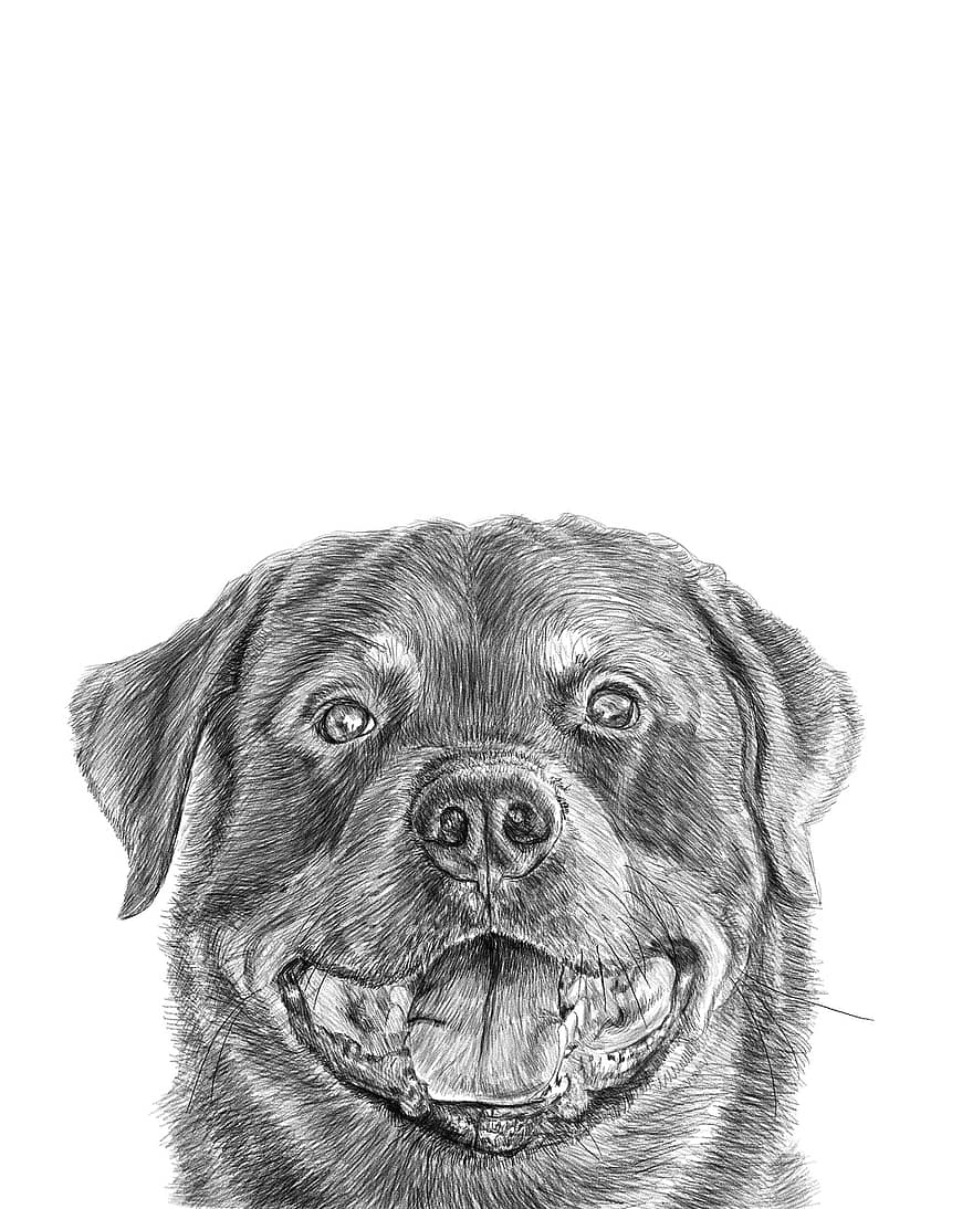 Rottweiler, creion, desen, a desena, câine, portret de câine, Arta câinilor, schiță