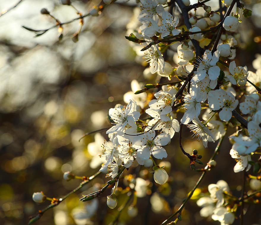 cereza dulce, flor de cerezo, las flores, primavera, Flores blancas, floración, flor, rama, árbol, naturaleza