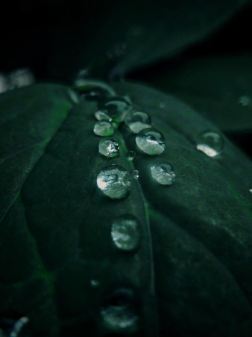 liść, krople wody, krople deszczu, makro, Natura