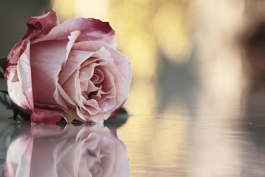 mawar, mawar merah muda, bunga, bunga merah muda, kelopak, kelopak merah muda, berkembang, mekar, flora, kelopak mawar, mawar mekar