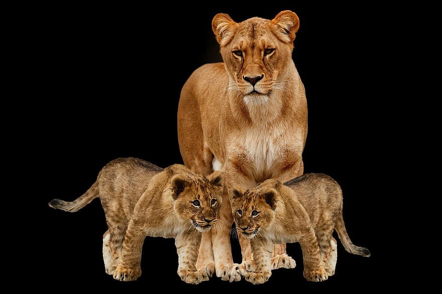animal, leões, mamífero, gato não domesticado, leão, felino, gato grande, animais em estado selvagem, África, animais de safári, isolado