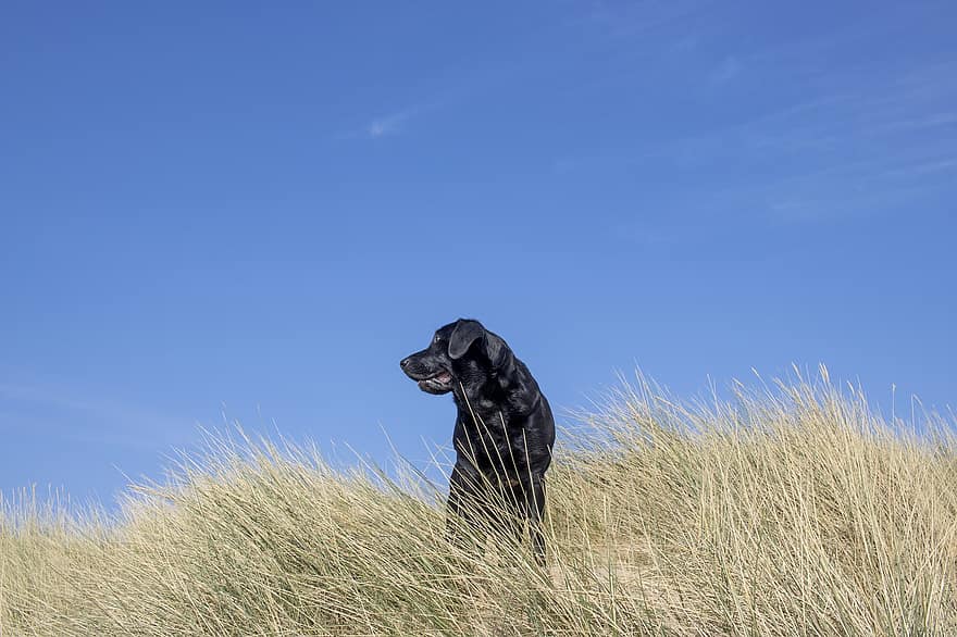 Balmedie Beach, labrador retriever, gräs, hund, svart hund, svart labrador retriever, sällskapsdjur, strand, blå himmel, klar himmel, natur