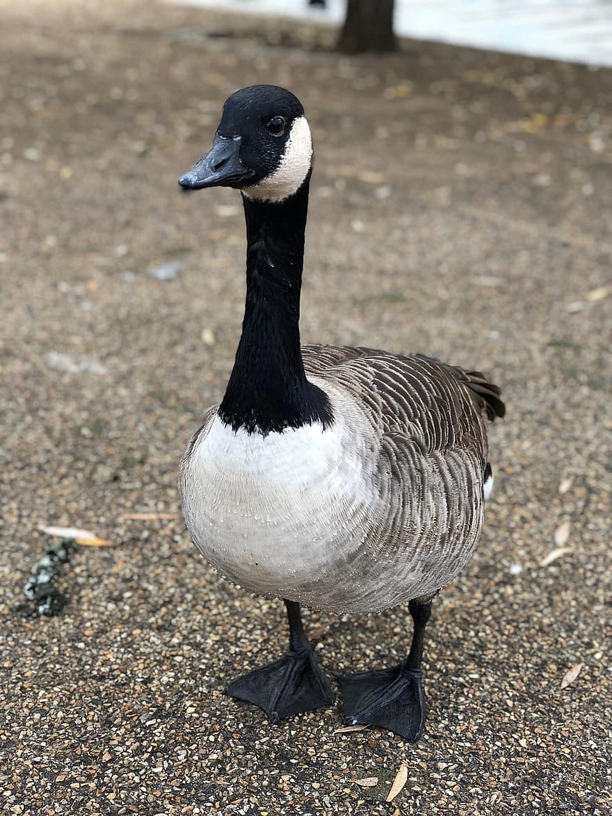 Canada Goose, Canadian Goose, Goose, Wildlife, Park, Bird, London, beak, feather, animals in the wild, water bird