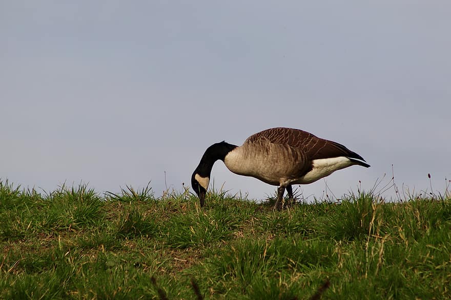 Goose, Canada Goose, Water Bird, Meadow, Wild Goose, Plumage, Bird, Waterfowl, Ornithology, Bird Watching, Animal World