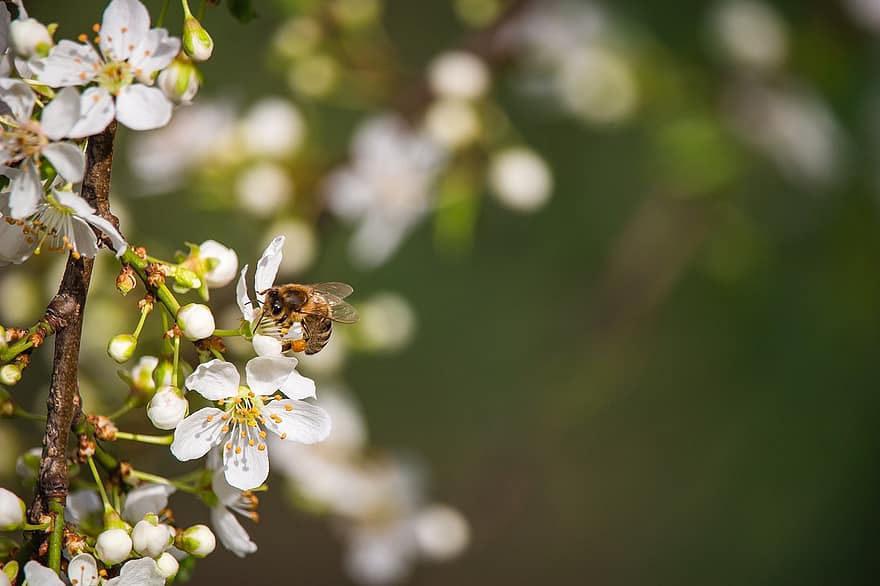 フラワーズ、蜂、花粉、花びら、チェリー、胞子、工場、フローラ、花、咲く、春
