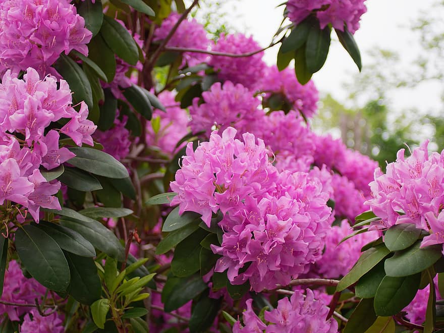 シャクナゲ、フラワーズ、工場、ピンクの花、花びら、咲く、葉、春、庭園、自然