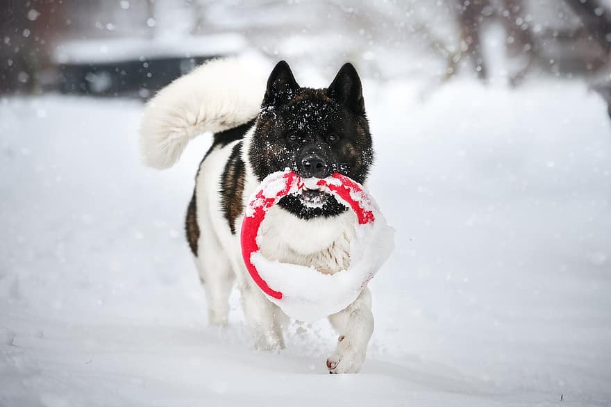 الكلب ، اكيتا ، ثلج ، شتاء ، حيوان ، حيوان اليف ، جذاب ، جرو ، هزلي ، تساقط الثلوج ، الثلج يتساقط