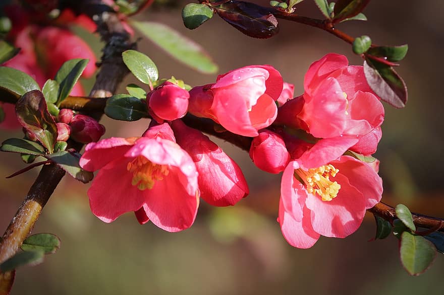 ornamental quince, blomster, busk, rød, rød appelsin, roser, chaenomeles, Rosaceae, gren, prydbusk, nærbilde