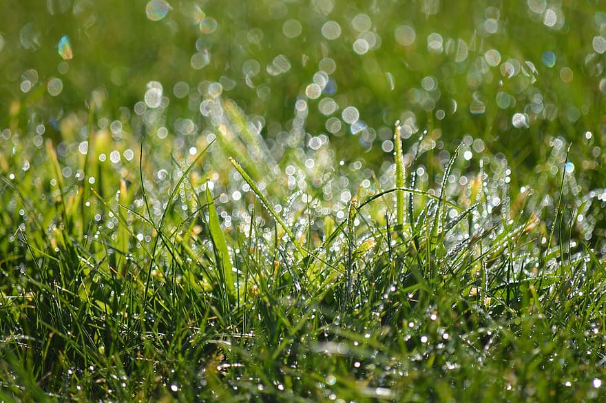 Nature, Dewdrops, Grass, Lawn, Land, Outdoors, Wet, green color, close-up, freshness, plant