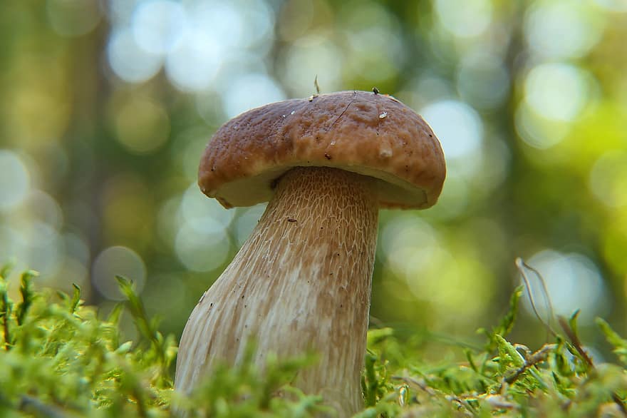 белый гриб, гриб, съедобный гриб, дикий гриб, грибы, губка, спор, микология, вкусные, боке, растительность