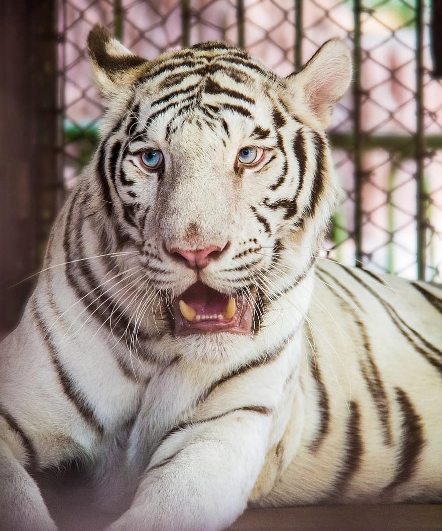 tiger, dyr, stor kat, striber, hvid tiger, Zoo, feline, pattedyr, natur, dyreliv, stribet