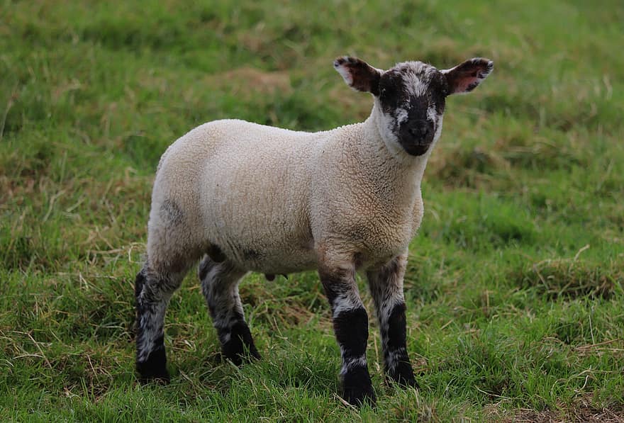 owieczka, owca, owczy, Wielkanoc, wiosna, Natura, Wieś, rolnictwo, wiejski, Carmarthenshire, Walia