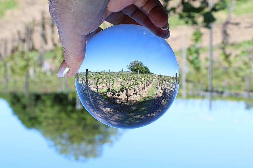 природа, виноградник, lensball, сфера, стакан, отражение, сельское хозяйство