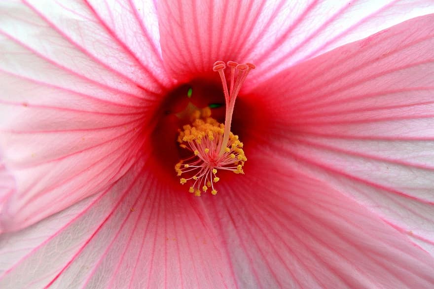 hibiscus, flor, estambres, hibiscos de color rosa, flor rosa, pètals, pètals de color rosa, florir, flora, naturalesa, planta