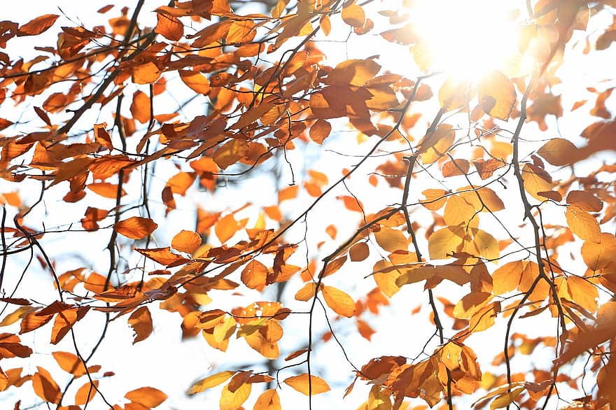 lapai, šakos, rudenį, ruduo, saulės šviesa, saulė, rudens lapai, apelsinų lapai, lapija, medis, augalų