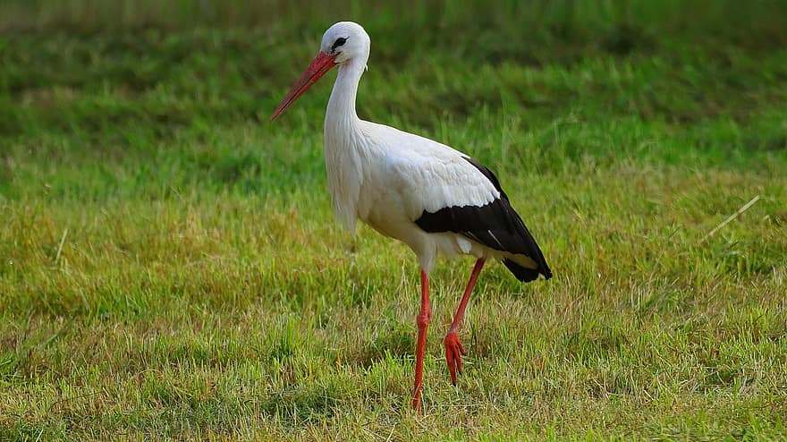 Stork, Bird, Plumage, Bill, Rattle Stork, Baby, Birth, Feather, Animal World