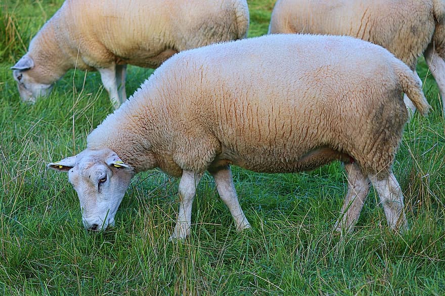 mouton, la laine, fourrure, pâturage, ferme, animaux, agriculture, peau de mouton, production de laine, Prairie, élevage de moutons