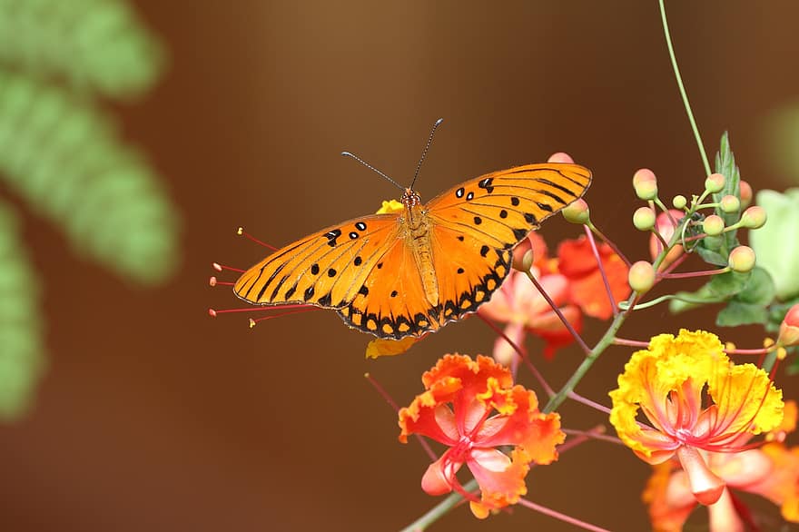 Fritillary Butterfly, Butterfly, Flowers, Peacock Flowers, Insect, Wings, Plant, Nature