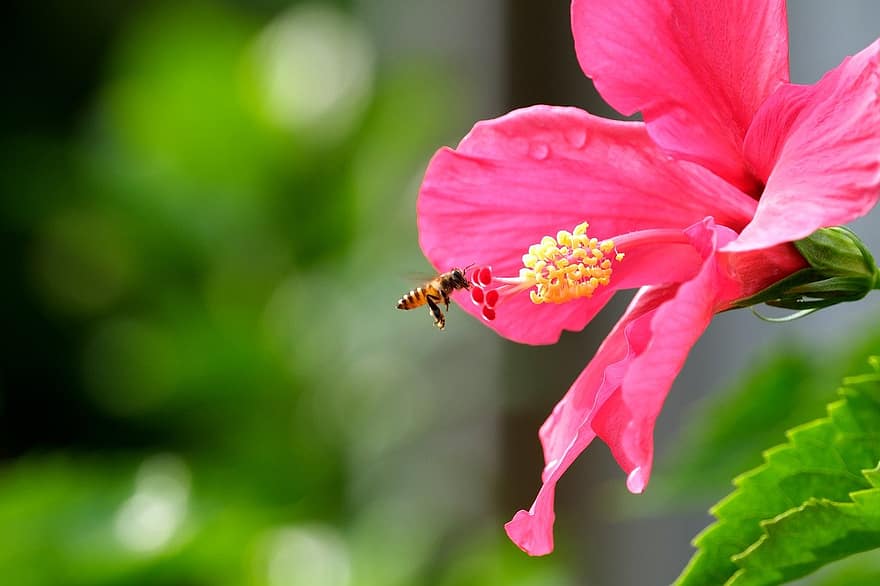 flor, abeja, polinización