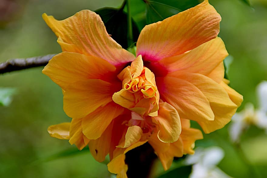 hibiskus, blomma, trädgård, apelsinblomma, orange kronblad, kronblad, flora, växt, natur, närbild, sommar