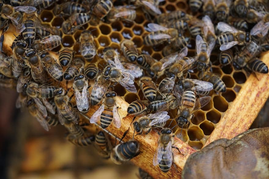 пчелы, пчеловодство, улей, соты, медоносные пчелы, насекомое, животное, пчелиная ферма